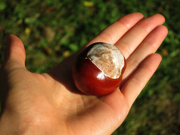 horse-chestnut, european, chestnut, tree, fruit, nut, hand