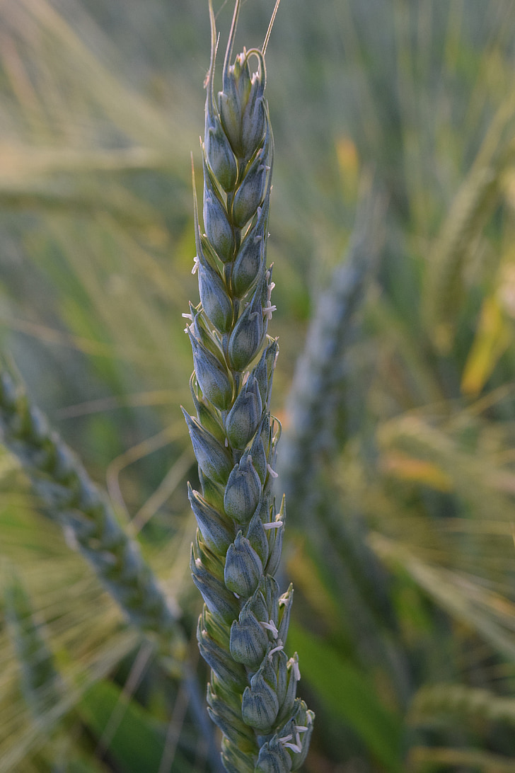wheat, green wheat, grain, ear, cereals, cornfield, field