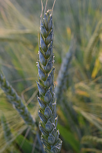 trigo, trigo verde, grano, oído, cereales, campo de maíz, campo