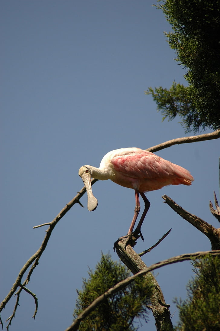roseate spoonbill, bird, wildlife, tree, big, nature, perched