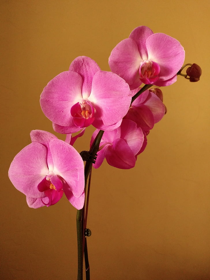 roosa, Orchid, lill, Bloom, kroonleht, roosa värv, õite