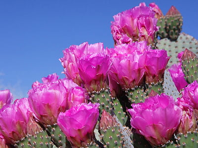 prickly pear, flower, succulent plant, plug, bloom, prickly pear flower, pink Color