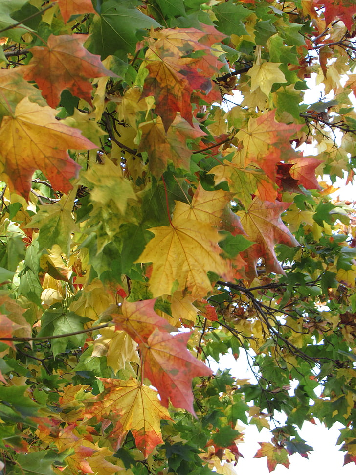 Maple, dedaunan, musim gugur, ungu