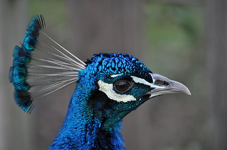 peacock, peacock head, blue, animal, bird