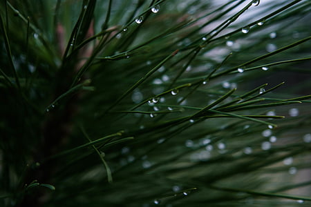 green, plants, water, drops, leaf, plant, blur