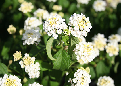 Lantana, planta ornamental, blanc, flor, floral, revetlla, planta