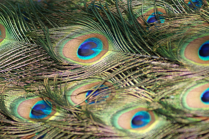 Peacock, veren, Pauwenveren, vederwild, vogel, staartveren, elegantie