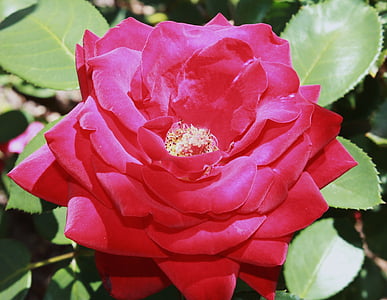 Rosa, rosa vermella, vermell, flor, romanç d'amor, natura, jardí botànic