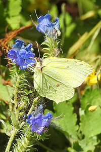 蝴蝶, gonepteryx rhamni, 昆虫, 黄色