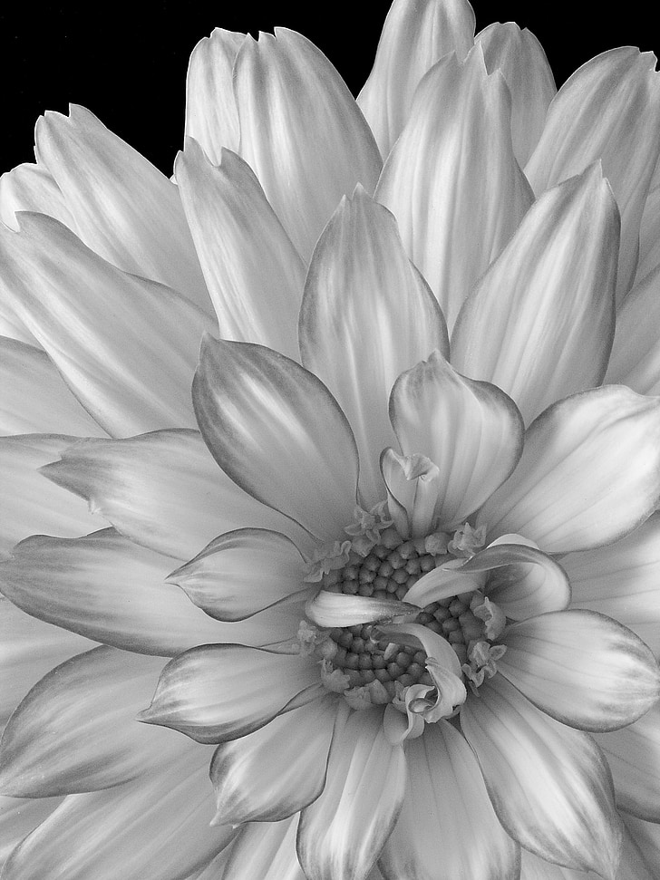 Dahlia, blomst, svart-hvitt, hage, natur, makro, petal