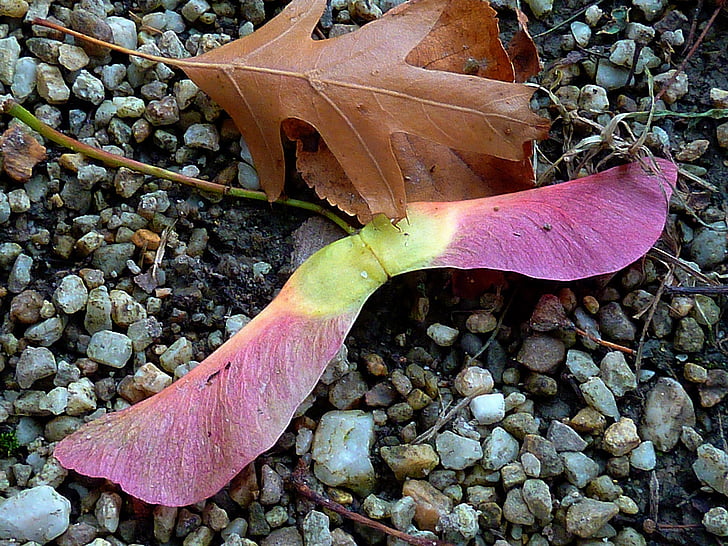 Herbst, Herbst Blatt, Herbstfarben, Blätter, Herbstfärbung, farbige, Herbstwald