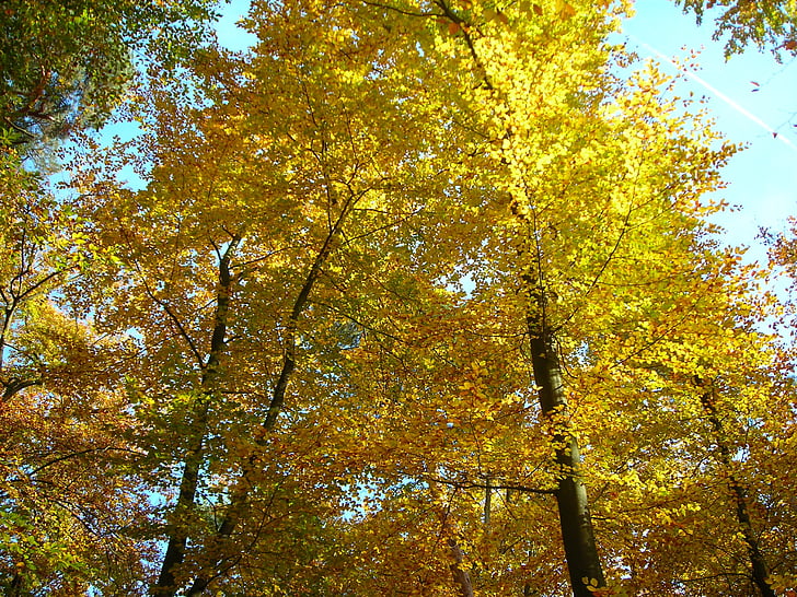 beech wood, canopy, golden, october, autumn, sunny, leaves