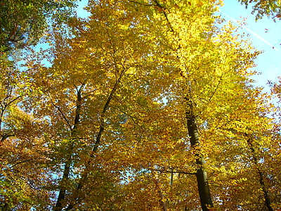 drewno bukowe, baldachim, Złoty, Październik, jesień, Słoneczny, pozostawia