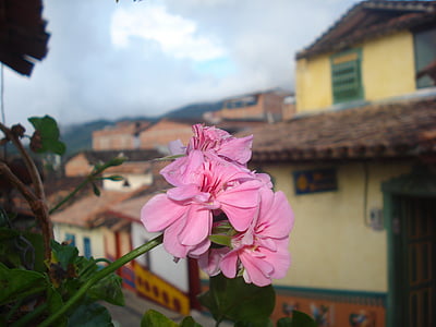 guatape, Antioquia, Kolumbija, narave, cvetnih listov
