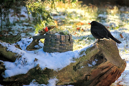cảnh quan, con chim, Blackbird, mùa đông, foraging, thế giới động vật, động vật hoang dã