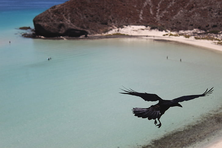 beach, bird, crow, nature, ocean, raven, sea
