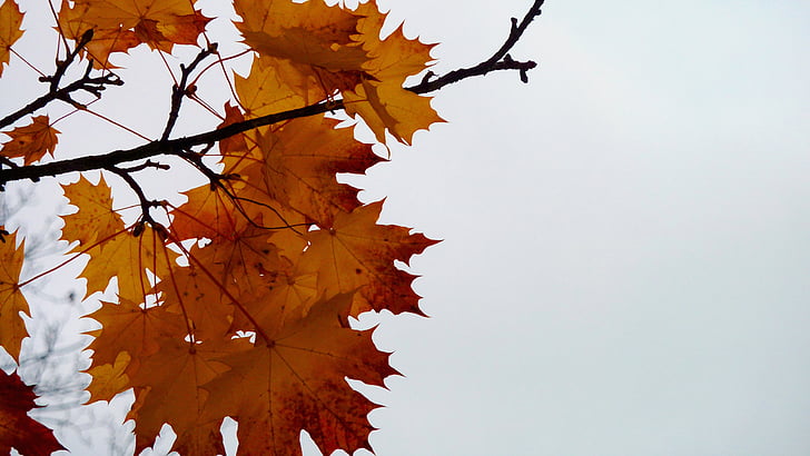 jesień, pozostawia, jesienią liście, Złota Jesień, Spadek liści, liść, Natura