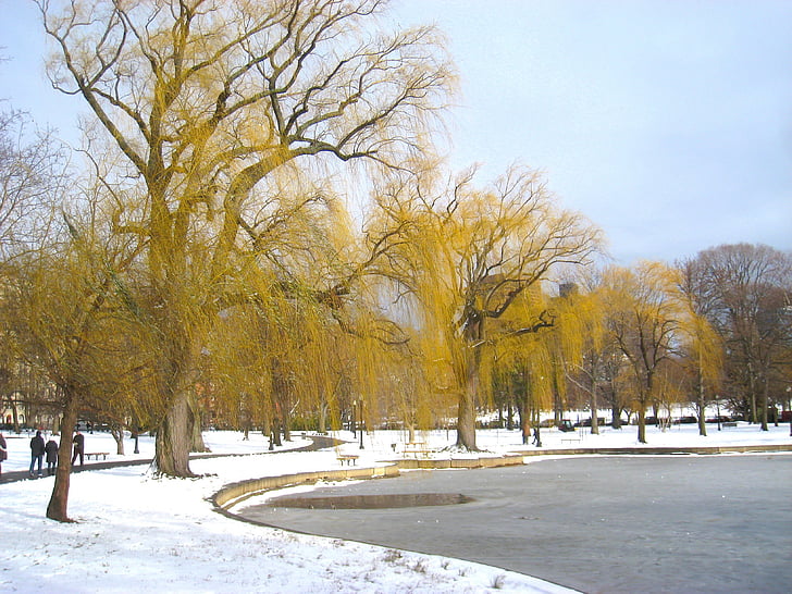 Бостон, Массачусетс, Парк, Зима, снег, лед, деревья