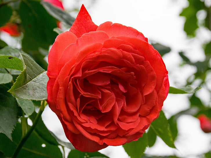 color de rosa, Papi delbard, Rosa escalada, flores, rojo, naranja, flor