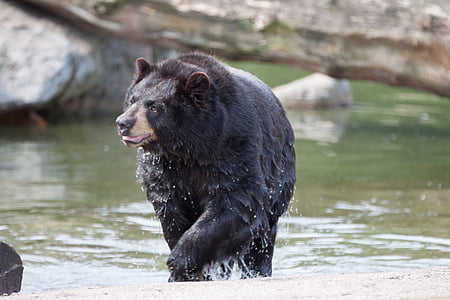 мечка, животните, диво животно, вода, кафява мечка, диви, диви живо