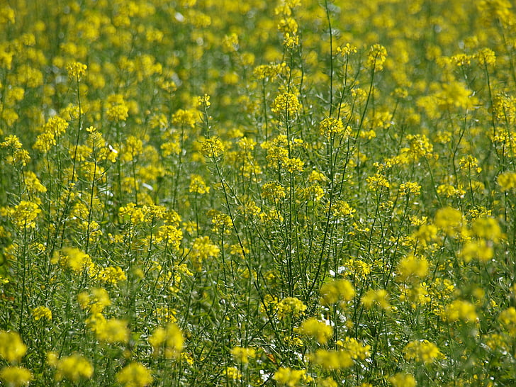 bunga Padang rumput, kuning, bunga, tanaman, alam