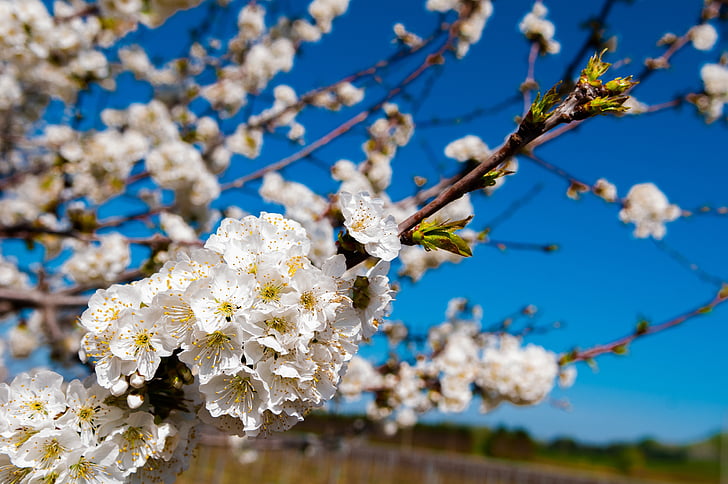 Orchard, blomma, våren, naturen, vit, träd