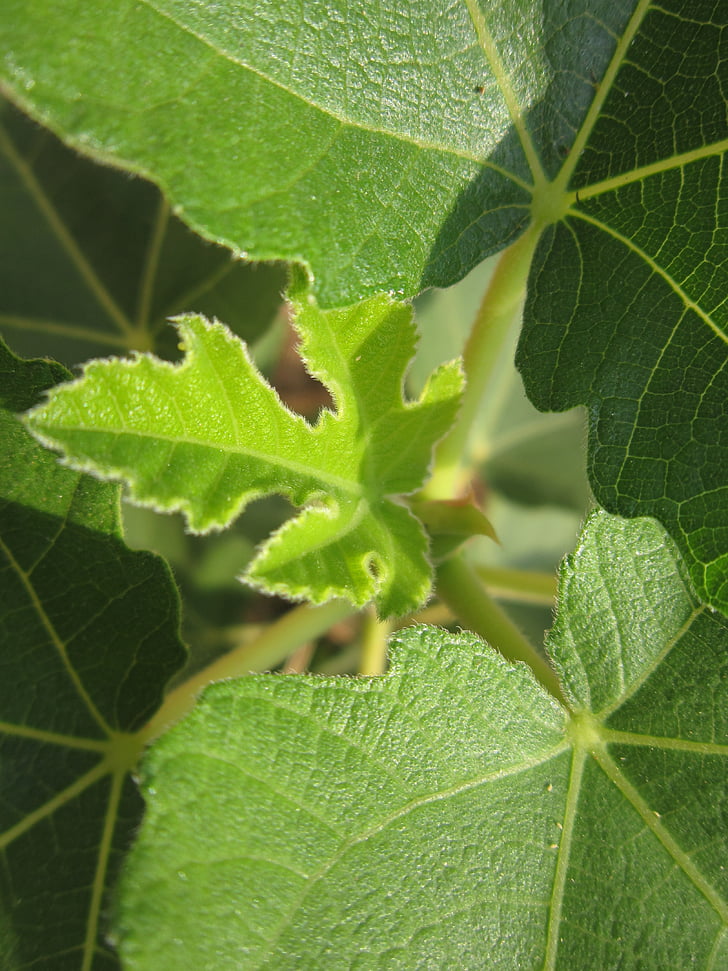 fig leaf, lá, màu xanh lá cây, đấu thầu, trẻ, mới, cấu trúc