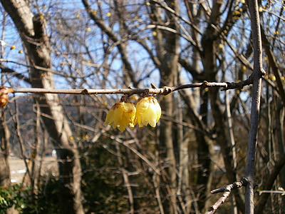 plum, robin, flowers, wood, yellow