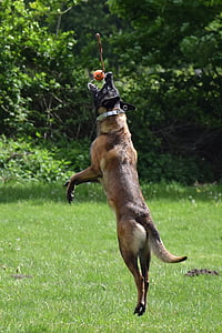 malinois, สุนัข, กระโดด, ลูกบอล, โยน, เรียกใช้, การแข่งขัน