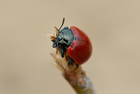 escarabat, vermell, escarabat vermell, insecte, tancar, macro, natura
