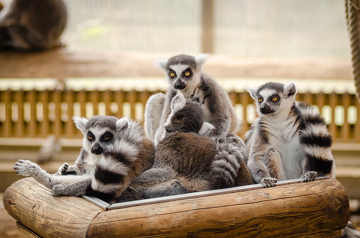 ζώα, Τριχωτή, λεμούριος, Μαδαγασκάρη, πρωτευόντων, άγρια φύση, Ζωολογικός Κήπος