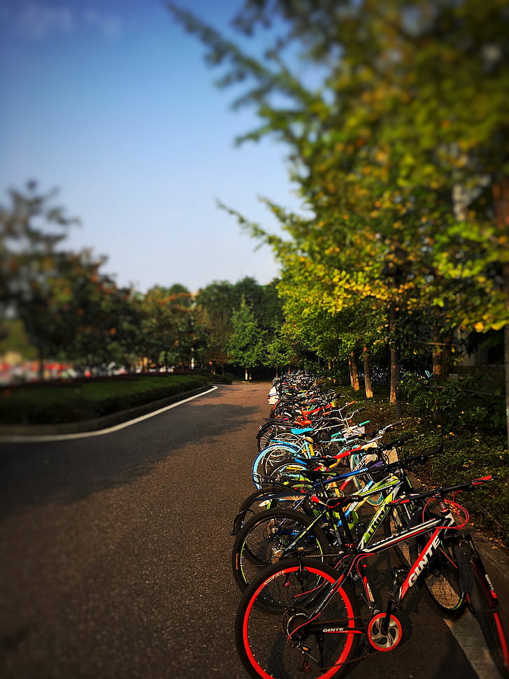 biciclete, vara, contrast înalt