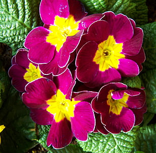 prīmula, pavasara ziedu, bīskaps ir purpursarkana, puķe, ziedlapas, dzeltena, trauslums
