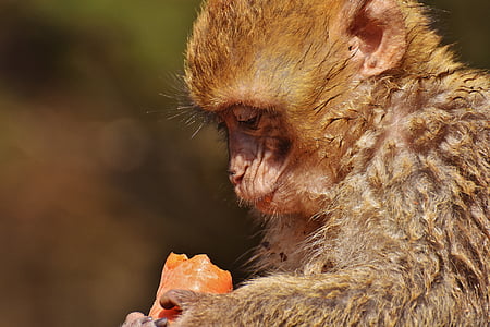 바바리 원숭이, 먹으십시오, 당근, 귀여운, 멸종 위기, 원숭이 산 살 렘, 동물