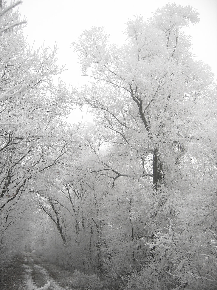Zima, inje, hladno, Mraz, drvo, lišće, grane