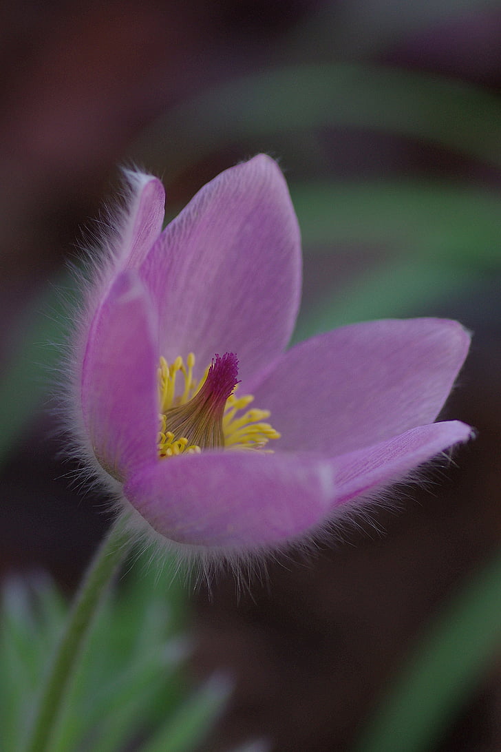 květ, Bloom, květ, růžová, jaro, makro, Zavřít