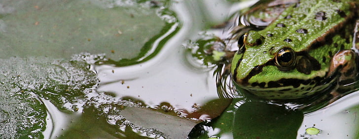 groda, grön, grön groda, dammen, vatten, amfibie, Frog pond