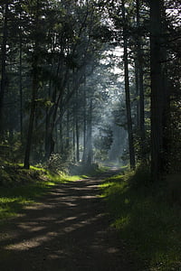 nature, woods, forest, road, trek, trees, green