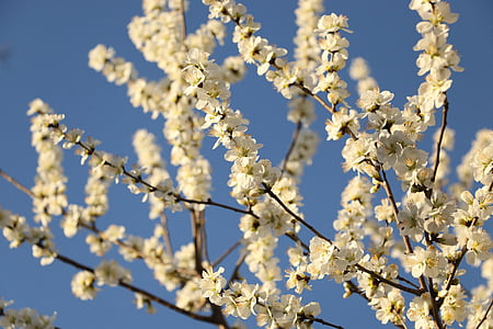 jaro, v roce duben, hruška, strom, Příroda, Jarní čas, větev