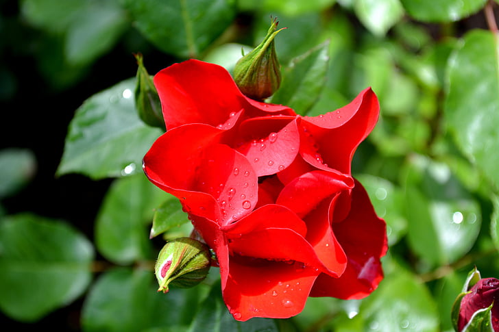 rosa vermelha, flor, levantou-se