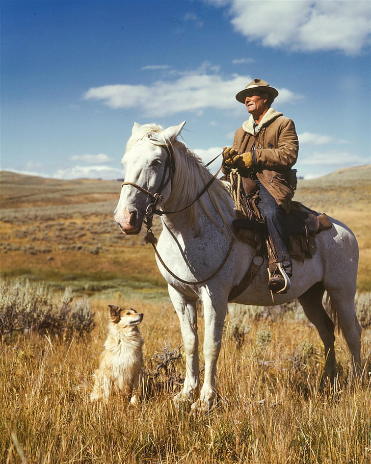 landmand, mand, Shepherd, hund, hest, 1940s, fyrrerne