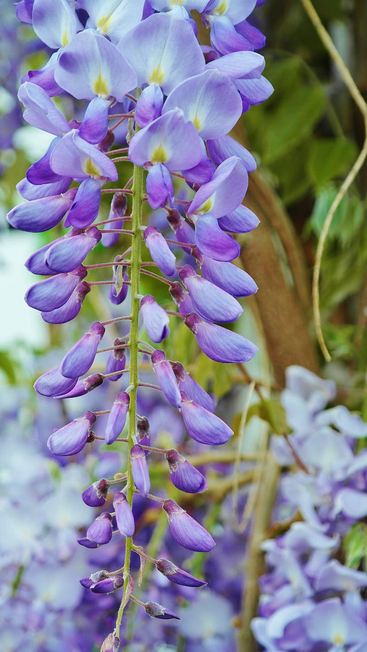 acacia, purple acacia, light blue, flower, entwine, climber, close