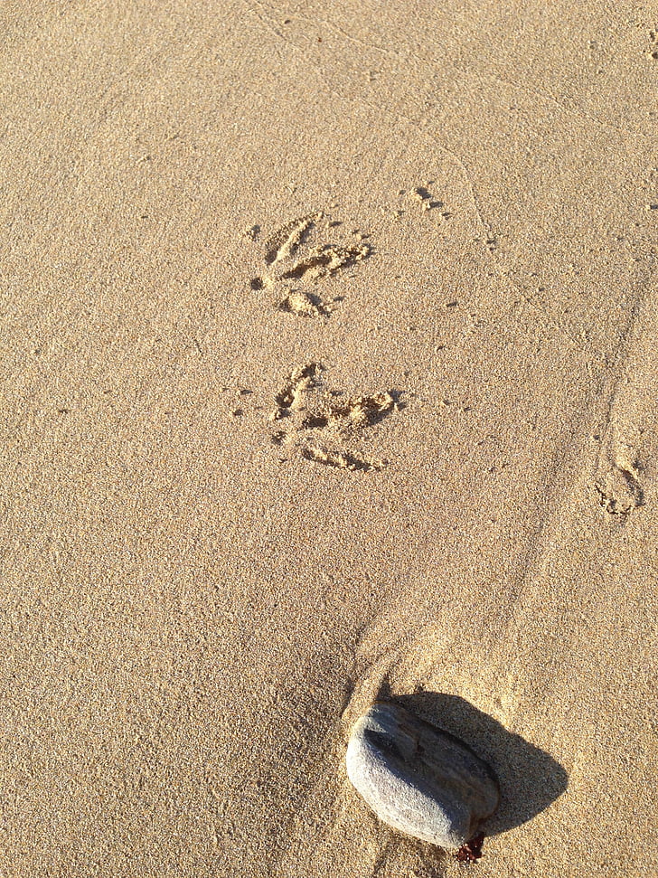 bird, steps, sand, nature, animal, footprint, wildlife
