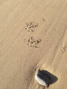 pták, kroky, písek, Příroda, zvíře, stopa, volně žijící zvířata