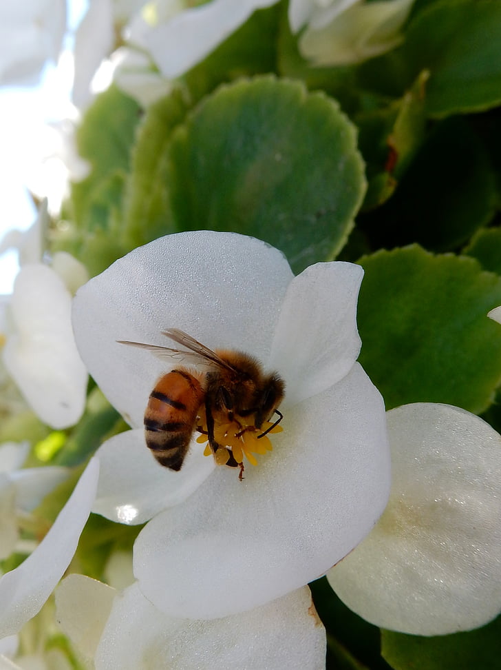 Bee, bloem, wit, natuur, insect, nectar, bestuiving