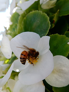 abelha, flor, Branco, natureza, inseto, néctar, polinização