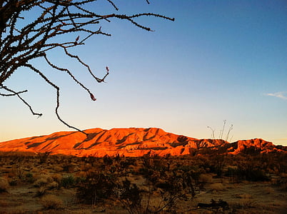deserto, Alba, cielo di alba, paesaggio del deserto, Cactus, paesaggio di alba, scenico