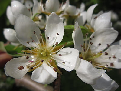 Pear blossom, hruška, květ, Bloom, jaro, Příroda, květenství