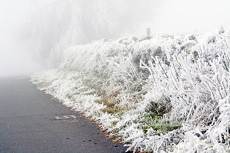 talvi, jäädytetty, jään, valkoiset, Frost, kylmä, oksat