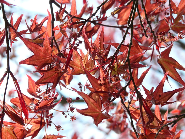 bordo vermelho, planta ornamental, bordo de fã, Maple, árvore, Bush, folha